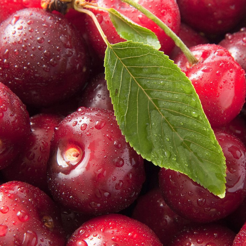 水果保鮮劑 SF-5型